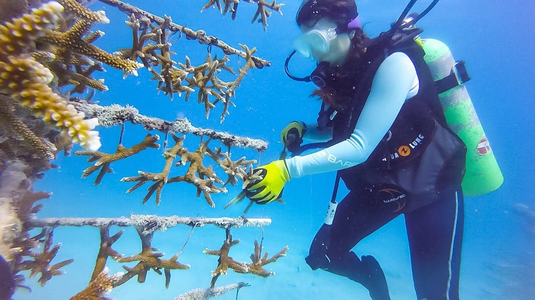 Can We Outplant Staghorn Corals? - ReefCause